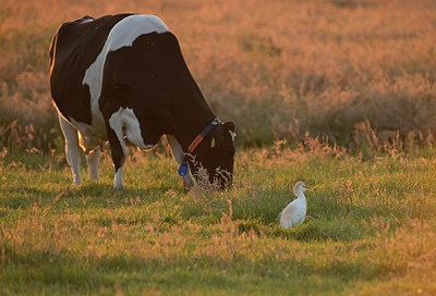 BUITEN BEELD Foto: 287667