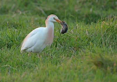 BUITEN BEELD Foto: 287669
