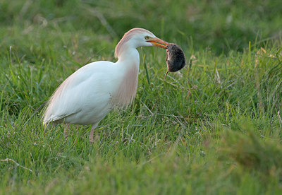 BUITEN BEELD Foto: 287670