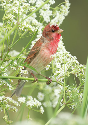 BUITEN BEELD Foto: 287672