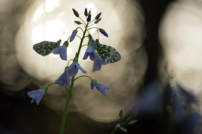 BUITEN BEELD Foto: 287674