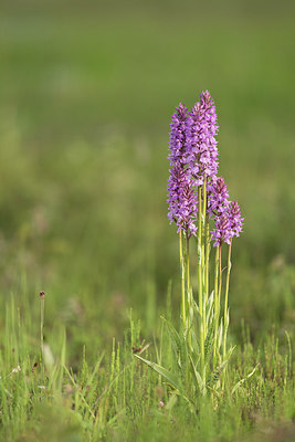 BUITEN BEELD Foto: 287676