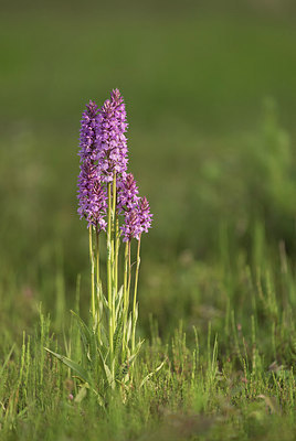 BUITEN BEELD Foto: 287677