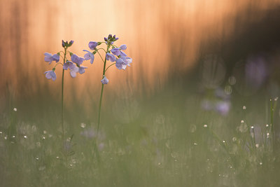 BUITEN BEELD Foto: 287695