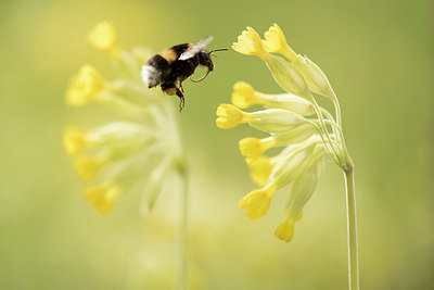 BUITEN BEELD Foto: 287697