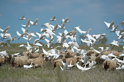 BUITEN BEELD Foto: 287699