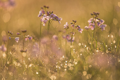 BUITEN BEELD Foto: 287701