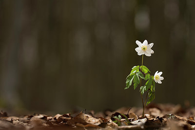 BUITEN BEELD Foto: 287709