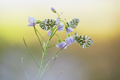 BUITEN BEELD Foto: 287711