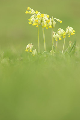 BUITEN BEELD Foto: 287716