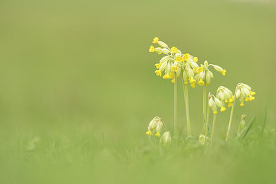 BUITEN BEELD Foto: 287717