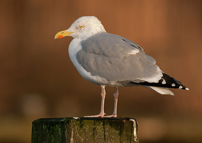 BUITEN BEELD Foto: 287735