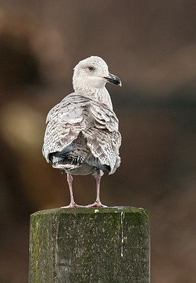 BUITEN BEELD Foto: 287742