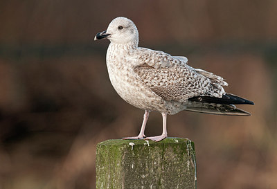 BUITEN BEELD Foto: 287743