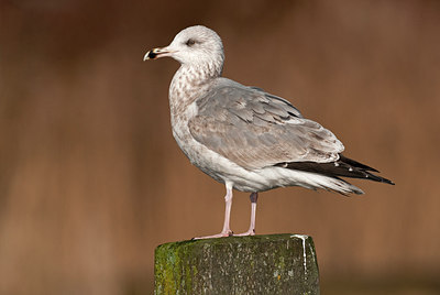 BUITEN BEELD Foto: 287751