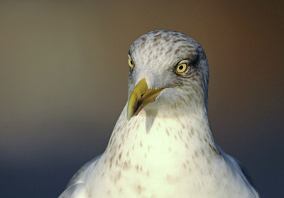 BUITEN BEELD Foto: 287752
