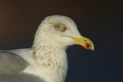 BUITEN BEELD Foto: 287753