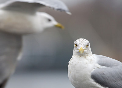 BUITEN BEELD Foto: 287754