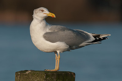 BUITEN BEELD Foto: 287756