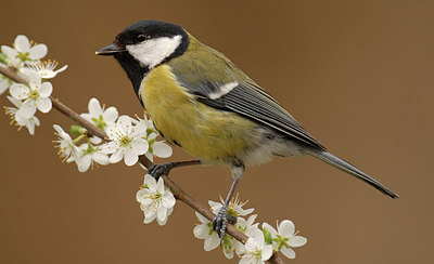 BUITEN BEELD Foto: 287770