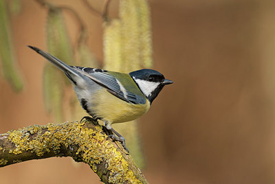 BUITEN BEELD Foto: 287775