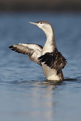 BUITEN BEELD Foto: 287777