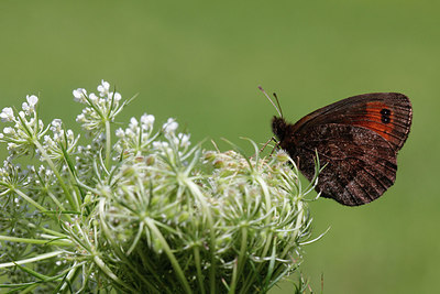 BUITEN BEELD Foto: 287782