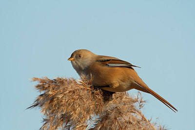 BUITEN BEELD Foto: 287788