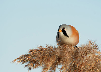 BUITEN BEELD Foto: 287789