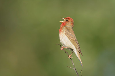 BUITEN BEELD Foto: 287804