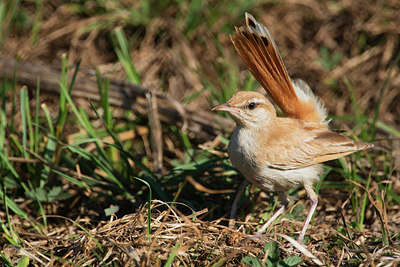 BUITEN BEELD Foto: 287805