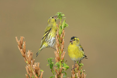 BUITEN BEELD Foto: 287806