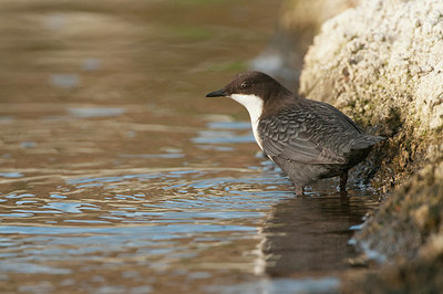 BUITEN BEELD Foto: 287816