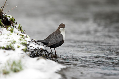 BUITEN BEELD Foto: 287821