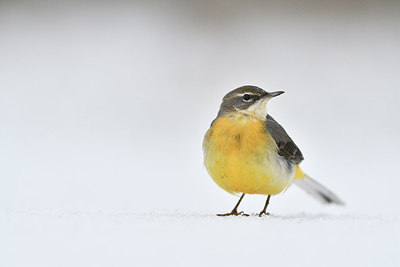 BUITEN BEELD Foto: 287836