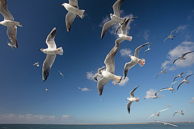 BUITEN BEELD Foto: 287843
