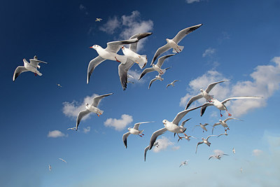 BUITEN BEELD Foto: 287882
