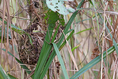 BUITEN BEELD Foto: 287939