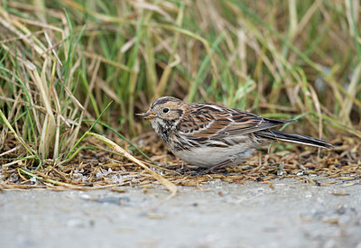 BUITEN BEELD Foto: 287949