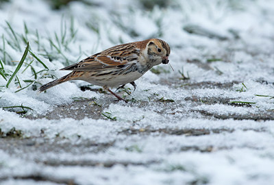 BUITEN BEELD Foto: 287955