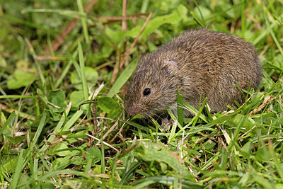 BUITEN BEELD Foto: 288000