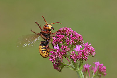 BUITEN BEELD Foto: 288044