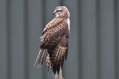 BUITEN BEELD Foto: 288047