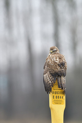 BUITEN BEELD Foto: 288049