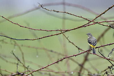 BUITEN BEELD Foto: 288051