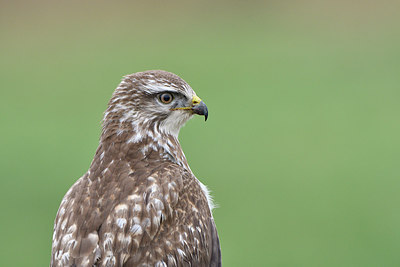 BUITEN BEELD Foto: 288052