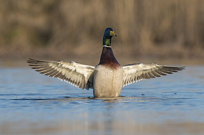 BUITEN BEELD Foto: 288208