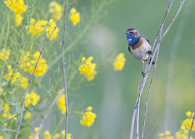 BUITEN BEELD Foto: 288213