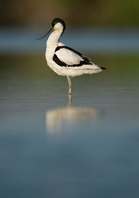 BUITEN BEELD Foto: 288216