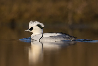 BUITEN BEELD Foto: 288224